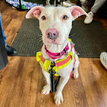 Thumbnail photo of Aisha #1