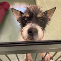 Thumbnail photo of Nova #1