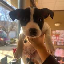 Thumbnail photo of Goobler #3