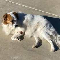 Thumbnail photo of *** Buddie #2