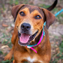 Thumbnail photo of Fidget Spinner #1