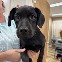 Thumbnail photo of Hazelnut #1