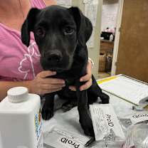 Thumbnail photo of Hazelnut #2