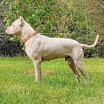 Thumbnail photo of Roo #4