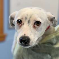 Thumbnail photo of Piglet #2