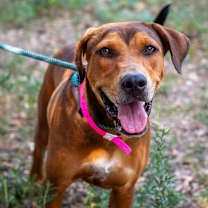 Thumbnail photo of Fidget Spinner #4