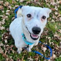 Thumbnail photo of Piglet #4