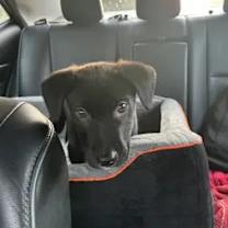 Thumbnail photo of Tuffy #1