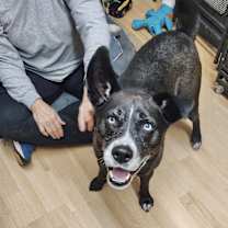 Thumbnail photo of Rocky in CT #2