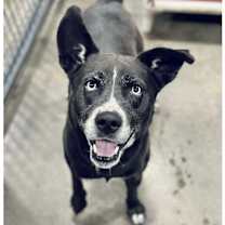 Thumbnail photo of Rocky in CT #3