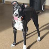 Thumbnail photo of Queenie - Call (402) 473-5377 To Meet Me! #1