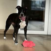 Thumbnail photo of Queenie - Call (402) 473-5377 To Meet Me! #4