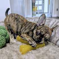 Thumbnail photo of Moxi #1