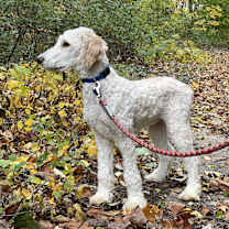 Thumbnail photo of Mr. Darcy #2