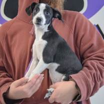 Thumbnail photo of Hickory #2