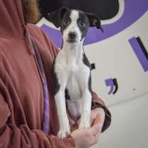 Thumbnail photo of Hickory #3