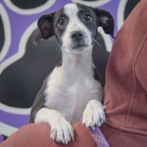 Thumbnail photo of Hickory #4