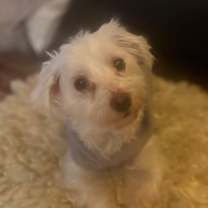 Thumbnail photo of Mr Sparky #1