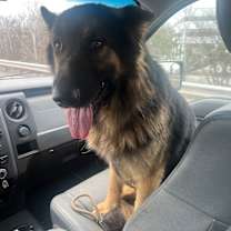 Thumbnail photo of Moose #4