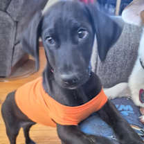 Thumbnail photo of Lettie #1