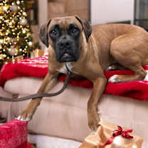 Thumbnail photo of Lorelai #1