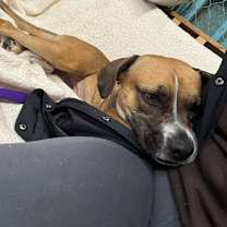 Thumbnail photo of Willa #1