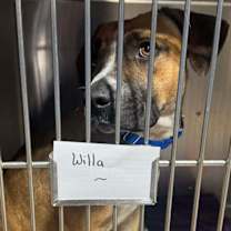 Thumbnail photo of Willa #3