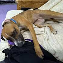 Thumbnail photo of Willa #4