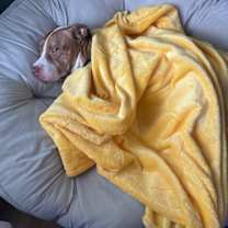 Thumbnail photo of Drako #2