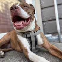 Thumbnail photo of Drako #3