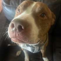 Thumbnail photo of Drako #4