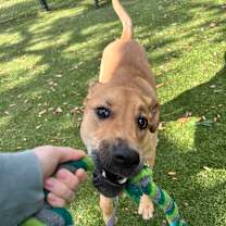 Thumbnail photo of Roscoe #4