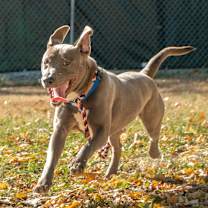 Thumbnail photo of Gibby #1