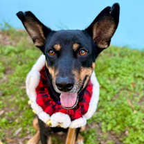 Thumbnail photo of Memphis #1