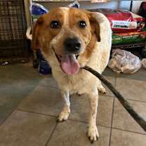 Thumbnail photo of Hershel #2