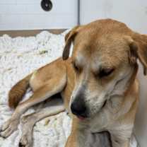 Thumbnail photo of Kolache #2