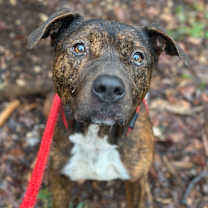 Thumbnail photo of Smokey Eastwood #1