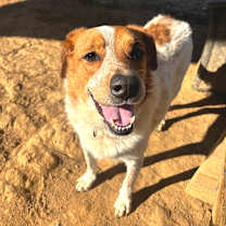 Thumbnail photo of Hershel #3