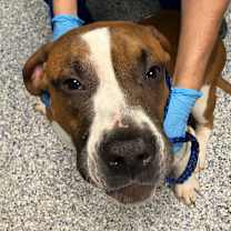 Thumbnail photo of Pillsbury #3