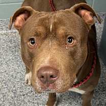 Thumbnail photo of Juno #2