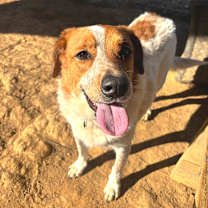 Thumbnail photo of Hershel #4