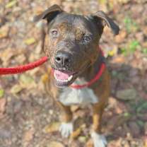 Thumbnail photo of Smokey Eastwood #4