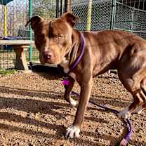 Thumbnail photo of Juno #3