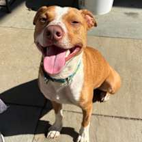 Thumbnail photo of Benson *A very generous person has sponsored half of my adoption fee!*  #3