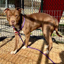 Thumbnail photo of Juno #4