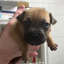 Thumbnail photo of Duchess #1