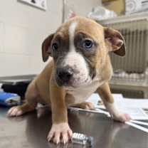 Thumbnail photo of Merida #1