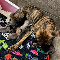 Thumbnail photo of Mowgli #2