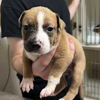 Thumbnail photo of Merida #3