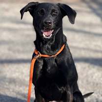 Thumbnail photo of Jingle Ears  #4